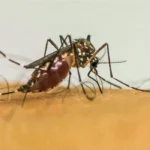 Dengue no Brasil: Casos dobram em comparação ao ano passado